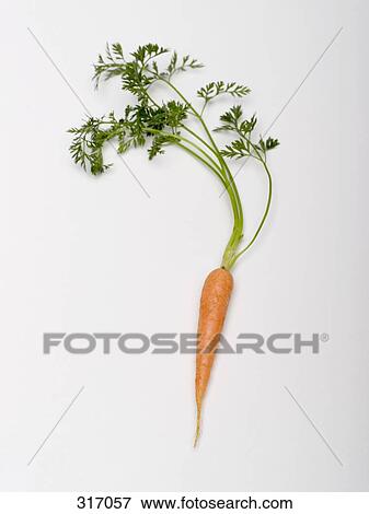 Single carrot View Large Photo Image Stock Photo - Single carrot. Fotosearch