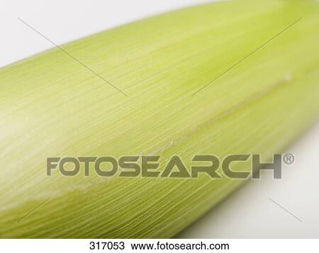 Sweet corn in husk View Large Photo Image Stock Image - Sweet corn in husk. Fotosearch