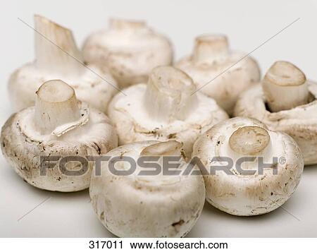 White mushrooms View Large Photo Image Stock Image - White mushrooms. Fotosearch