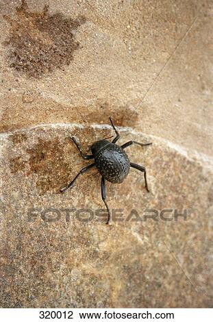 Stock Image - Close up of black beetle on stone. Fotosearch
