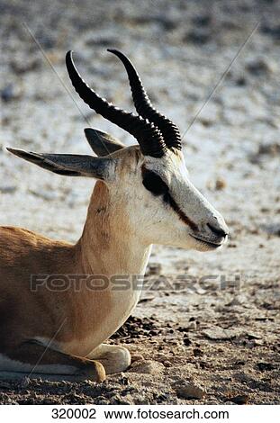 Stock Image - Close up of Springbok resting, Etosha National Park. Fotosearch