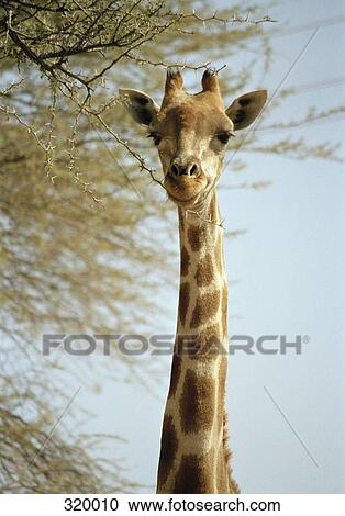 High section of giraffe eating branch, Etosha National Park, Namibia View Large Photo Image Stock Image - High section of giraffe eating branch, Etosha National Park, Namibia. Fotosearch
