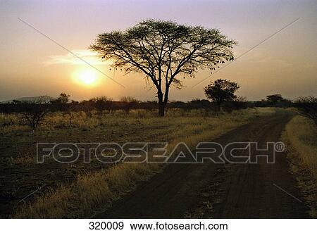 Remote road and silhouette of tree at sunset, Namibia View Large Photo Image Stock Photo - Remote road and silhouette of tree at sunset, Namibia. Fotosearch