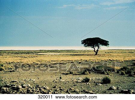Tree on open plain, Etosha National Park, Namibia View Large Photo Image Stock Image - Tree on open plain, Etosha National Park, Namibia. Fotosearch