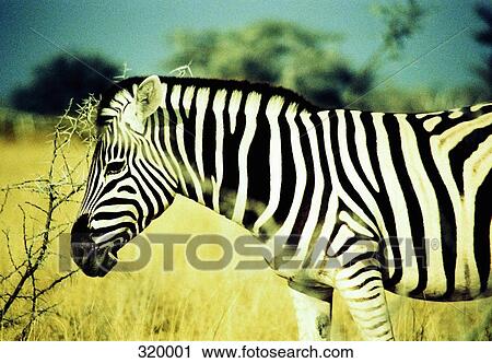 Zebra eating, Etosha National Park View Large Photo Image Stock Image - Zebra eating, Etosha National Park. Fotosearch