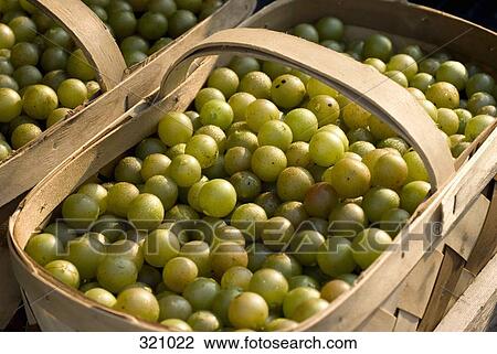 Baskets of gooseberries View Large Photo Image Stock Image - Baskets of gooseberries. Fotosearch