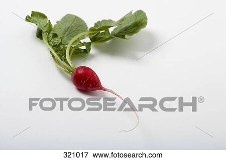 Beetroot View Large Photo Image Stock Photo - Beetroot. Fotosearch