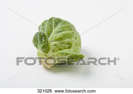 Stock Photograph - Brussels sprout. Fotosearch