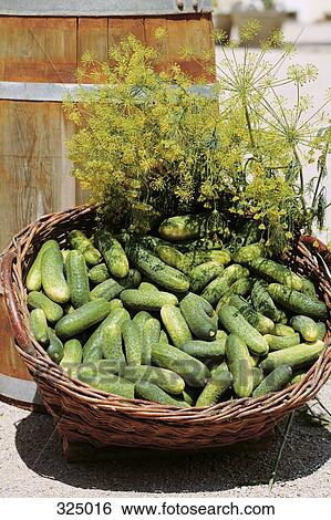 Basket of cucumbers and fennel next to wooden barrel View Large Photo Image Stock Photograph - Basket of cucumbers and fennel next to wooden barrel. Fotosearch