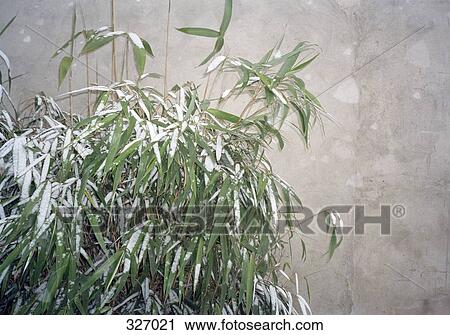 Bamboo tree covered in snow View Large Photo Image Stock Image - Bamboo tree covered in snow. Fotosearch