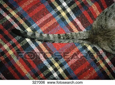 Cat sitting on tartan blanket View Large Photo Image Stock Photograph - Cat sitting on tartan blanket. Fotosearch