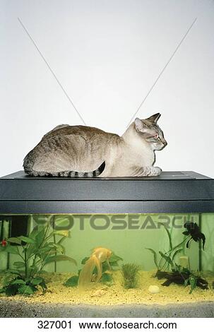 Cat sitting on top of fish tank View Large Photo Image Stock Image - Cat sitting on top of fish tank. Fotosearch