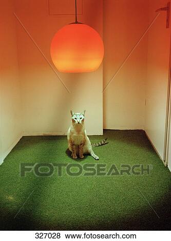 Cat sitting under lamp on green carpet View Large Photo Image Stock Photo - Cat sitting under lamp on green carpet. Fotosearch