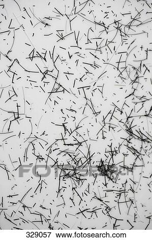 Stock Photo - Short snippets of human hair. Fotosearch