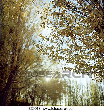 Stock Photo - Autumn trees in woods. Fotosearch