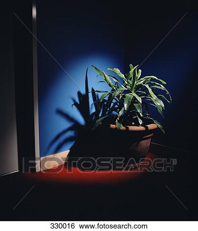 Stock Photograph - Potted plant in corner under spot light. Fotosearch