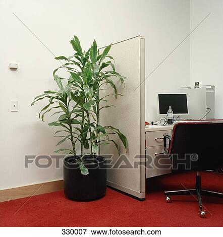 Stock Photo - Potted plant next to office cubicle. Fotosearch