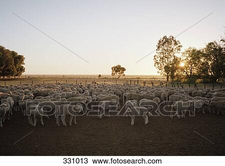Flock of sheep in farmyard View Large Photo Image Stock Image - Flock of sheep in farmyard. Fotosearch
