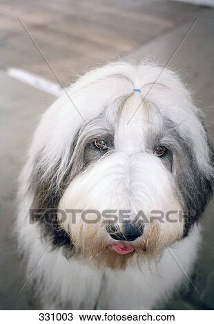 Old English Sheepdog View Large Photo Image Stock Image - Old English Sheepdog. Fotosearch