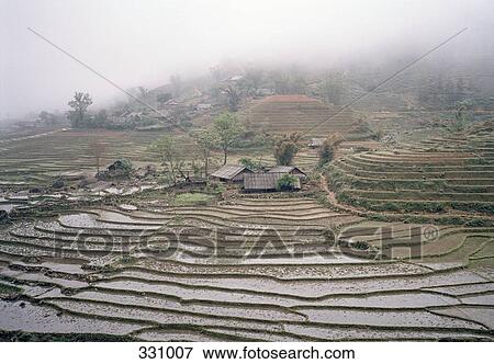 Rice paddy fields View Large Photo Image Stock Photo - Rice paddy fields. Fotosearch