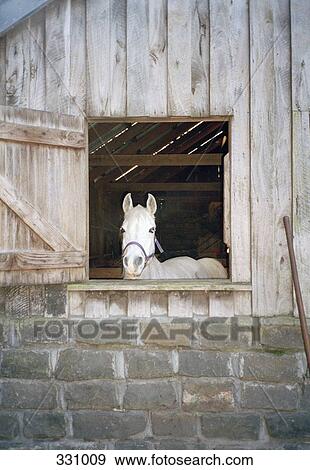 Stock Photo - White horse poking head out of stable. Fotosearch