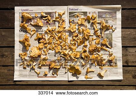Mushrooms lying on newspaper in the sun View Large Photo Image Picture - Mushrooms lying on newspaper in the sun. Fotosearch