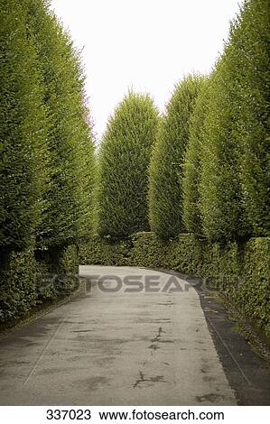 Tree lined path View Large Photo Image Stock Image - Tree lined path. Fotosearch