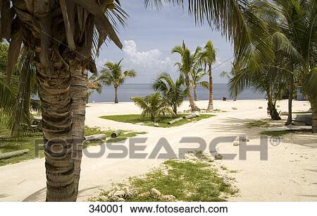 Stock Image - Palm trees at beach resort. Fotosearch