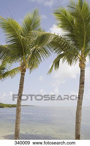 Palm trees on the beach View Large Photo Image Stock Photo - Palm trees on the beach. Fotosearch
