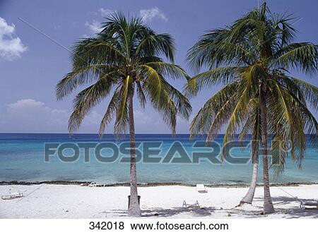 Deck chairs and palm trees on beach, Cuba View Large Photo Image Stock Photo - Deck chairs and palm trees on beach, Cuba. Fotosearch