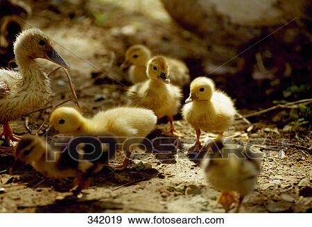 Duck with ducklings View Large Photo Image Stock Photo - Duck with ducklings. Fotosearch