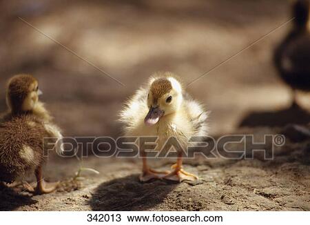 Ducklings View Large Photo Image Stock Image - Ducklings. Fotosearch