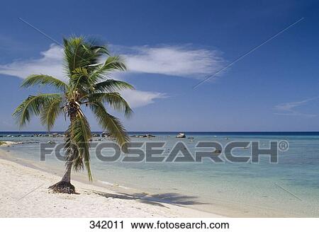 Palm tree on beach, Cuba View Large Photo Image Stock Image - Palm tree on beach, Cuba. Fotosearch