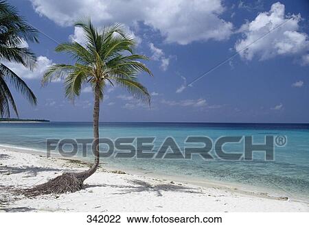 Palm trees on beach, Cuba View Large Photo Image Stock Image - Palm trees on beach, Cuba. Fotosearch