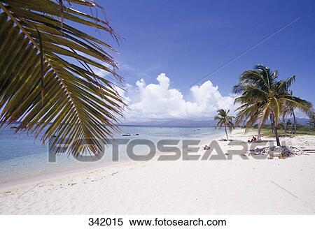 Palm trees on sandy beach, Cuba View Large Photo Image Stock Photography - Palm trees on sandy beach, Cuba. Fotosearch