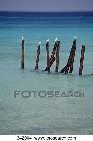 Seagulls perched on wooden posts in sea, Cuba View Large Photo Image Picture - Seagulls perched on wooden posts in sea, Cuba. Fotosearch