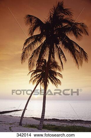 Silhouette of palm trees on beach at sunset, Baracoa, Cuba View Large Photo Image Picture - Silhouette of palm trees on beach at sunset, Baracoa, Cuba. Fotosearch