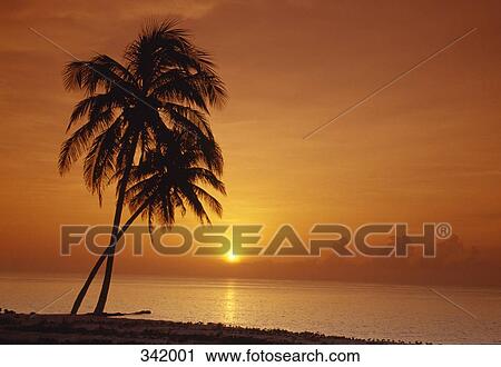 Silhouette of palm trees on beach at sunset, Baracoa, Cuba View Large Photo Image Stock Image - Silhouette of palm trees on beach at sunset, Baracoa, Cuba. Fotosearch