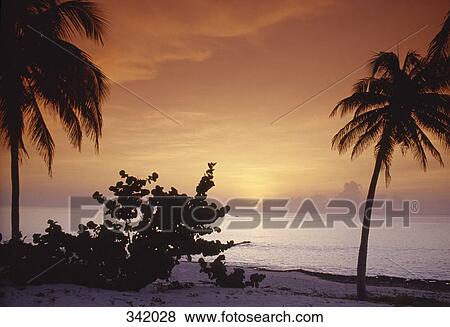 Silhouette of palm trees on beach at sunset, Baracoa, Cuba View Large Photo Image Stock Photo - Silhouette of palm trees on beach at sunset, Baracoa, Cuba. Fotosearch