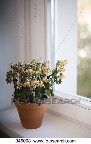 Wilted flowers in terracotta pot on window sill View Large Photo Image Stock Photo - Wilted flowers in terracotta pot on window sill. Fotosearch