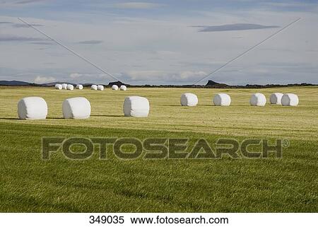 White hay bales in a field, Iceland View Large Photo Image Stock Photography - White hay bales in a field, Iceland. Fotosearch