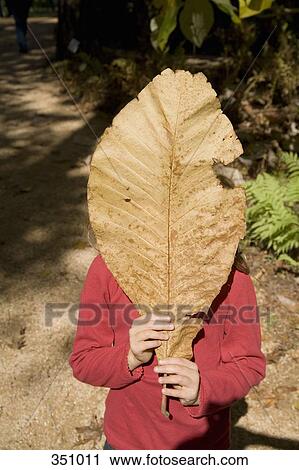 Child holding large leaf in front of face View Large Photo Image Stock Image - Child holding large leaf in front of face. Fotosearch