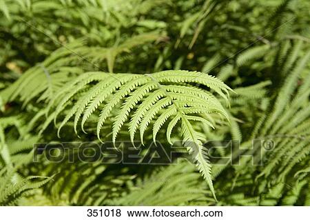 Lush foliage of ferns View Large Photo Image Stock Photo - Lush foliage of ferns. Fotosearch
