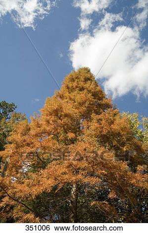 Stock Photograph - Tree in autumn. Fotosearch