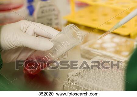 Scientist measuring pink solution in a laboratory View Large Photo Image Stock Image - Scientist measuring pink solution in a laboratory. Fotosearch
