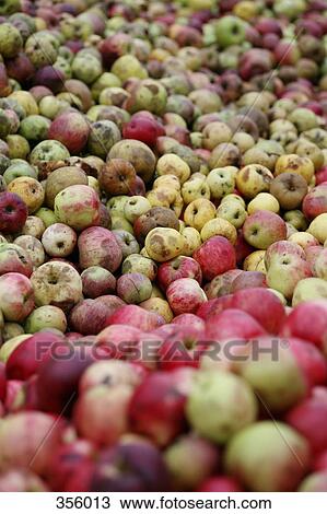 Stock Image - Heap of apples. Fotosearch