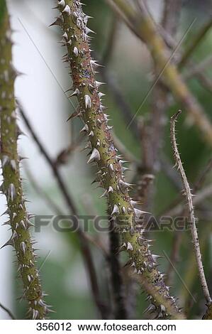 Stock Image - Part of thorn bush. Fotosearch