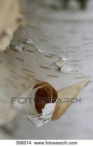 Picture - Peeling tree bark. Fotosearch