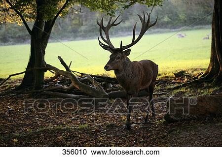 Reindeer in woodland View Large Photo Image Stock Image - Reindeer in woodland. Fotosearch