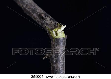 Picture - Branch breaking in half. Fotosearch